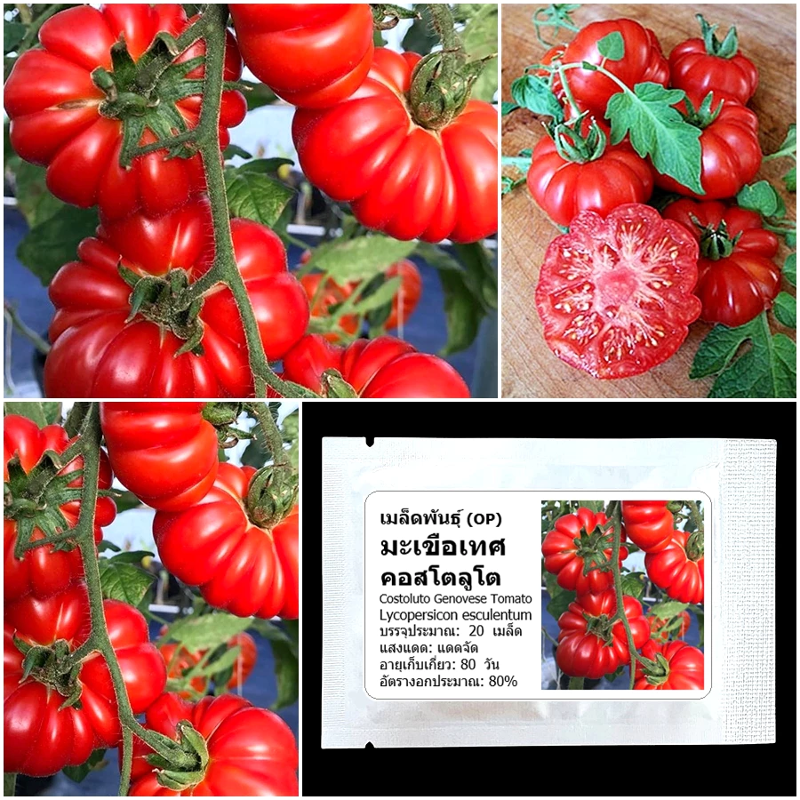เมล็ดพันธุ์ มะเขือเทศ คอสโตลูโต Costoluto Genovese Tomato Seed 20 เมล็ด คุณภาพดี ของแท้ 100%