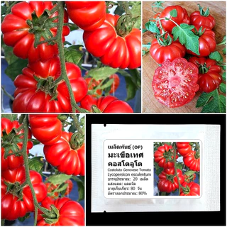 เมล็ดพันธุ์ มะเขือเทศ คอสโตลูโต Costoluto Genovese Tomato Seed 20 เมล็ด คุณภาพดี ของแท้ 100%