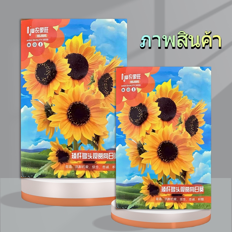 50 เมล็ด  เมล็ดพันธุ์ดอกทานตะวันแคระ ดอกทานตะวันจิ๋ว ดอกทานตะวันกระถาง - รูปที่ 6