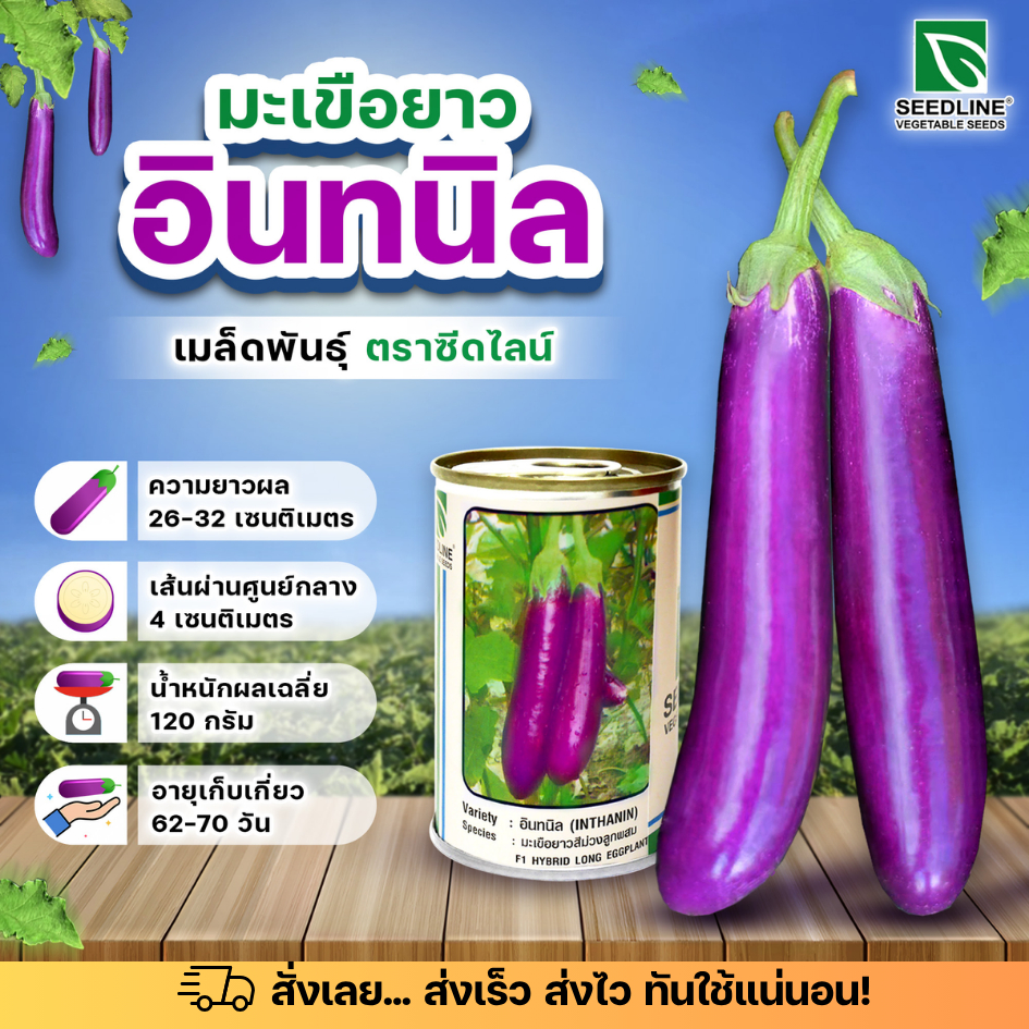 20กรัม มะเขือยาวม่วง อินทนิล ซีดไลน์ มะเขือยาว ลูกผสม เมล็ดพันธุ์มะเขือยาว อินทะนิล