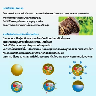 ปุ๋ยออสโมโค้ท ออสโมโค้ทพลัส ขนาด 250 กรัม 14-13-13, 14-14-14, 15-9-11+2MgO+TE ปุ๋ยละลายช้า 6เดือน ปุ๋ยบำรุงดอก Osmocote