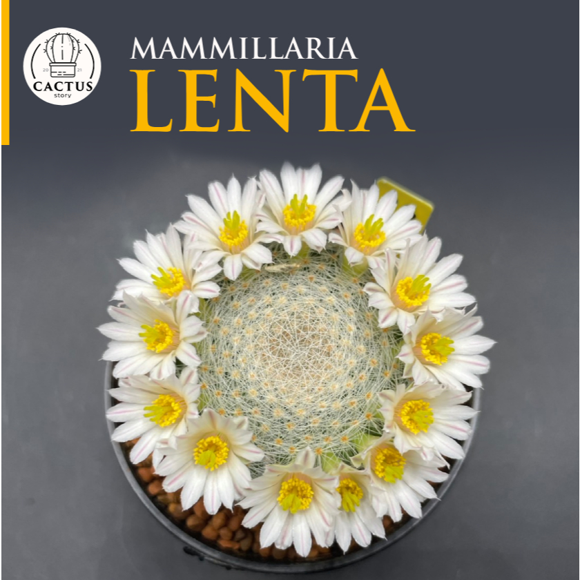 🌕Mammillaria Lenta🌕ไม้เมล็ด กระถาง 3 - 4 นิ้ว