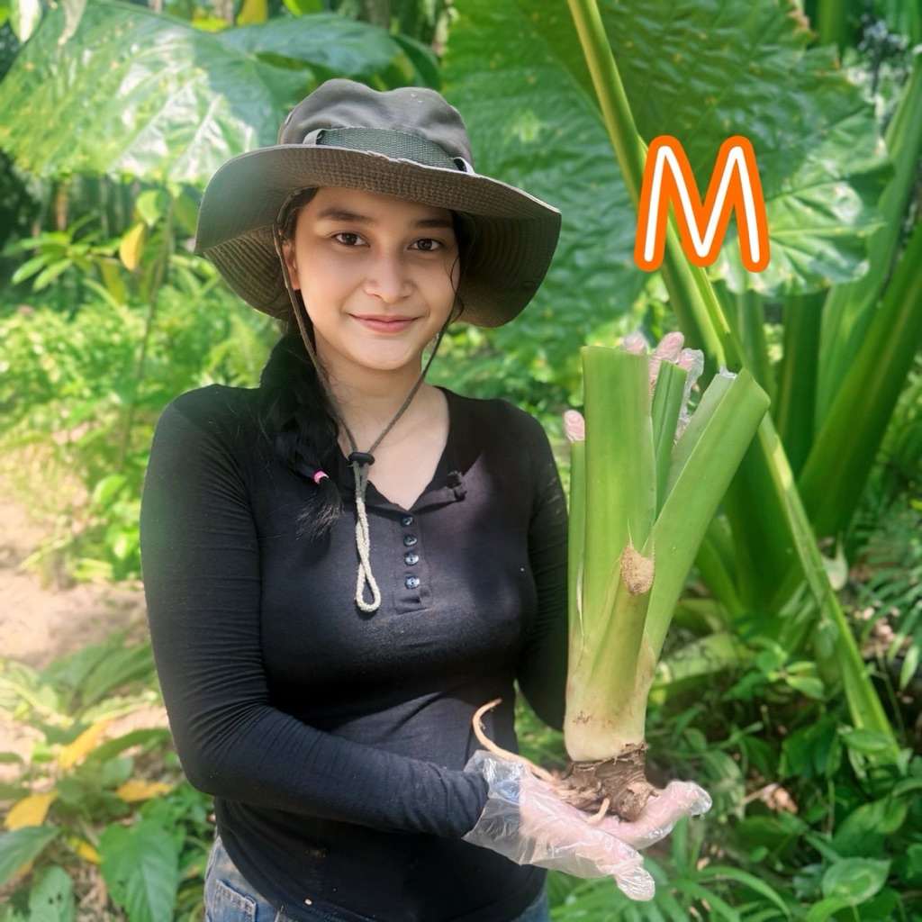 ต้นบอนกระดาษขนาดM ไม้ฟอกอากาศ