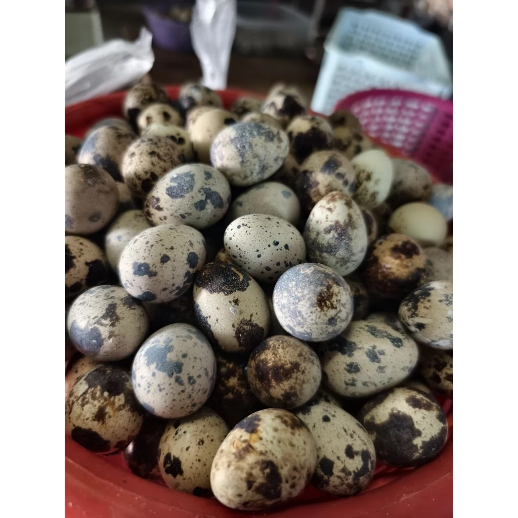 ไข่นกกระทาสดใหม่ จำนวน50ฟอง ไข่นกกระทาสดจากฟาร์ม