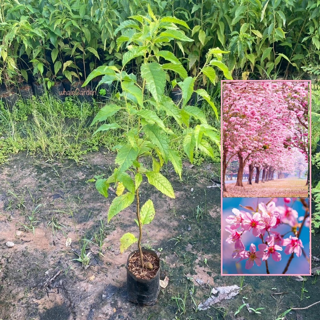 ต้นนางพญาเสือโคร่ง นางพญาเสือโคร่ง Wild Himalayan Cherry ต้นไม้ดอกสวย ปลูกประดับสวน (รับประกัน สินค้า)