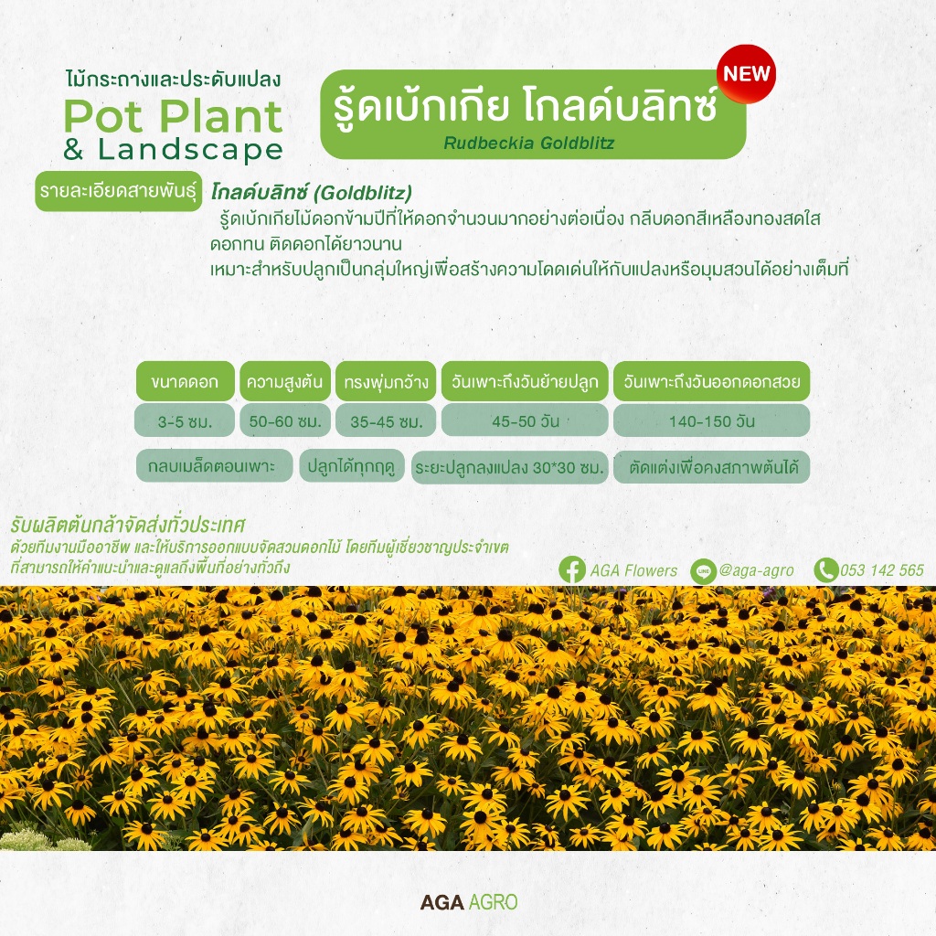 AGA AGRO I “รู้ดเบ้กเกีย โกลด์บลิทซ์” พันธุ์ใหม่ ดอกเล็ก สีเหลืองทอง-50&100เมล็ด-Rudbeckia Goldblitz ราคา ถูกที่สุด ดีลบีเคเค แกลเลอรีภาพที่ 2