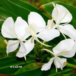 ว่านมหาหงส์ ต้นสะเลเต มี5สี ส่งเป็นต้นนะคะ ต้นแข็งแรง Butterfly Lily