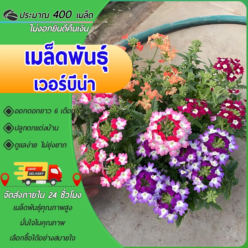 400 เมล็ด เมล็ดพันธุ์ ดอกเวอร์บีน่า คุ้มค่า ดอกม่วงสวย เมล็ดพันธุ์นำเข้า
