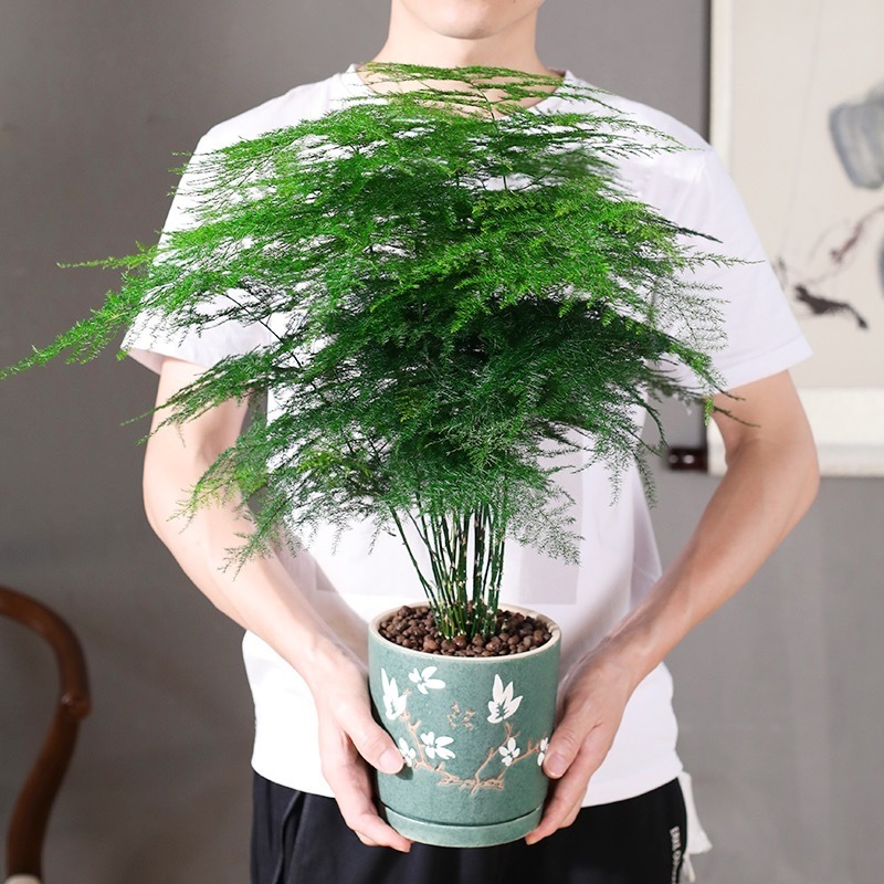 10Pcs/Pack Asparagus Fern Tree Seeds Evergreen Indoor Potted Plants Bonsai Seeds