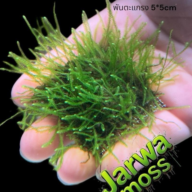 Jarwa moss จาวามอสเส้นตรง ใบน้ำ ขนาด 5x5cm เลี้ยงง่ายและนิยมในวงการไม้น้ำ