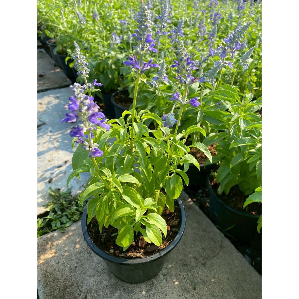 ต้นบลูซันเวีย#กระถาง 5-6 นิ้ว