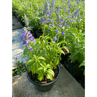 ต้นบลูซันเวีย#กระถาง 5-6 นิ้ว