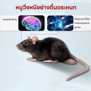 🐭แค่วาง หนูก็หายไป🏠 เจลไล่หนู ไล่หนู กำจัดหนู ยาไล่หนู 150g ใช้งานง่าย ไล่หนูตลอด 24 ชั่วโมง ผลิตจากธรรมชาติ ปลอดภัย