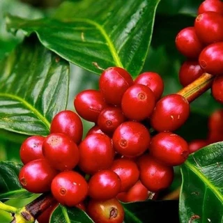 Espresso ( 500 กรัม )