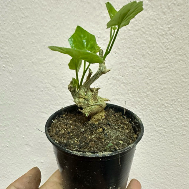 ตำลึง / ต้นตำลึง /บอนไซตำลึง/แคกตัส/ตำลึงโขด - รูปที่ 5