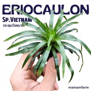 กระดุมเวียดนาม – ERIOCAULON SP. VIETNAM ต้นไม้น้ำ