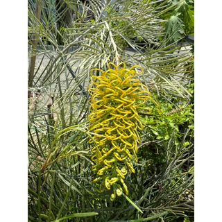 สนเกรวิลเลียสีเหลืองเลื้อย สูง 60-80 เซนติเมตร