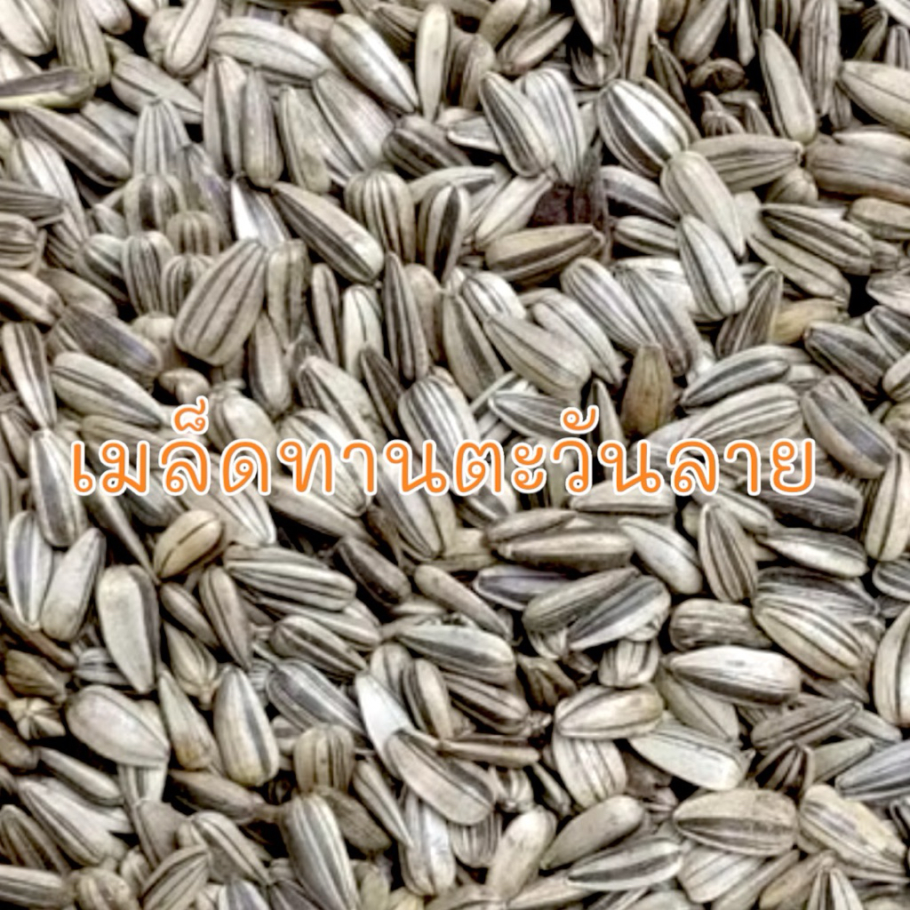 (แบ่งขาย) เมล็ดทานตะวันลายสำหรับสัตว์ หนูแฮมสเตอร์ นก กระรอก และสัตว์ฟันแทะอื่นๆ