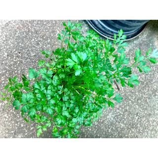 Italian Parsley / Flat Leaf Parsley ต้นพันธุ์ พาร์สลีย์ อิตาเลียน หรือ ผักชีอิตาลี (ใบแบน) ผักสวนครัว สมุนไพรฝรั่ง