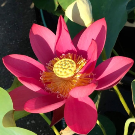 5 เมล็ด บัว สายพันธุ์ BEIJING LOTUS ZHONG GUO HONG BEIJING สีแดง