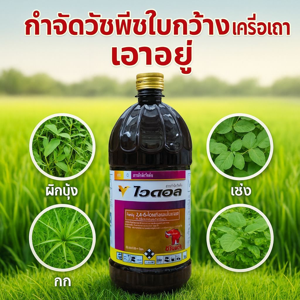 ไวดอล (ช้างแดงน้ำ) ขนาด 1 ลิตร สาร 2,4-D 84% SL กำจัดวัชพืชใบกว้างในนาข้าว และไร่อ้อย // ของแท้ 100% พร้อมส่ง