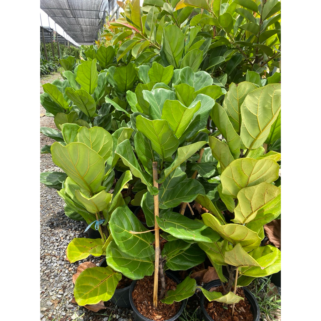 🌿ต้นไทรใบสัก ไม้ประดับบ้านประดับสวน ที่สวยมากอีกชนิดหนึ่ง ต้นสูงประมาณ 1 เมตรถึง 1.20 เมตร