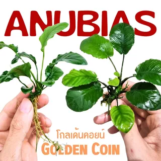 อนูเบียสโกลเด้นคอยน์ (ใบกลมหยัก) เลือกขนาดได้ - ANUBIAS NANA ‘GOLDEN COIN’ ต้นไม้น้ำ