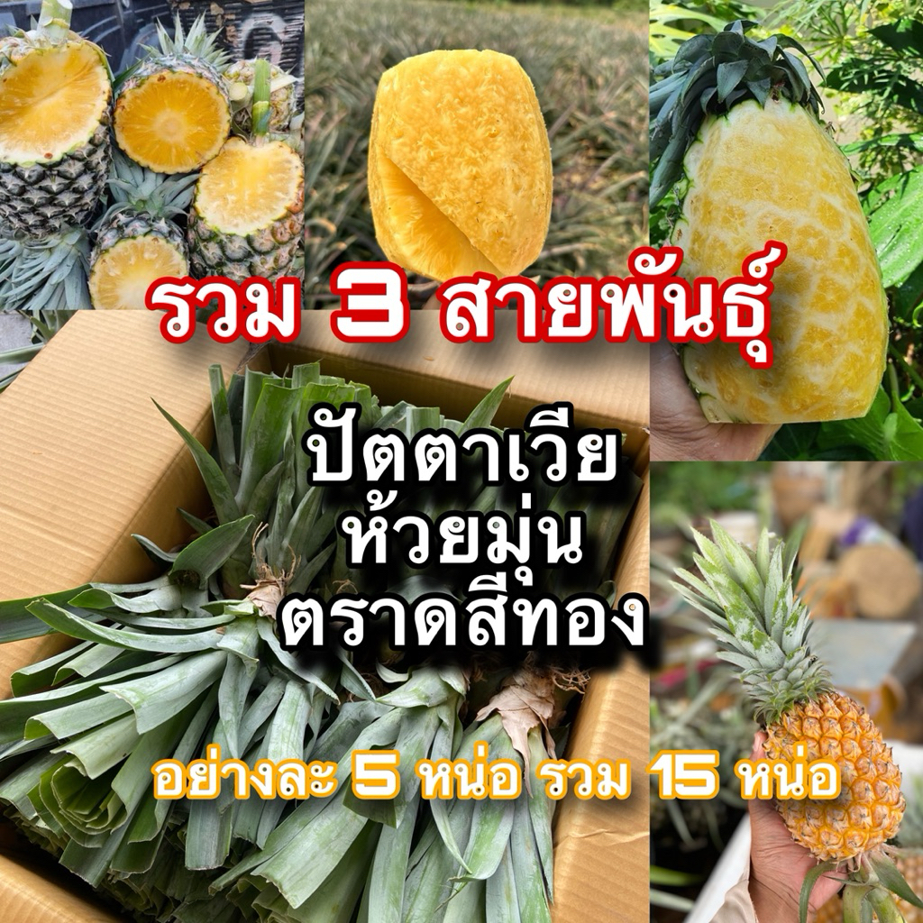 หน่อสับปะรด 3 สายพันธุ์ ปัตตาเวีย ห้วยมุ่น ตราดสีทอง อย่างละ 5 หน่อ รวม15 หน่อ
