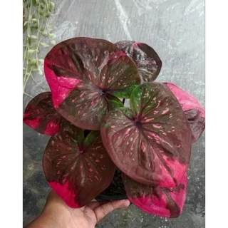 กาคาบพริกบอนสีสุดสวยน่าสสะสม