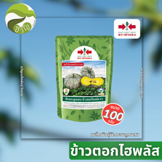 เมล็ดพันธุ์ฟักทองลูกผสม ฟักทอง ข้าวตอกไฮพลัส ขนาด 100 กรัม ล…