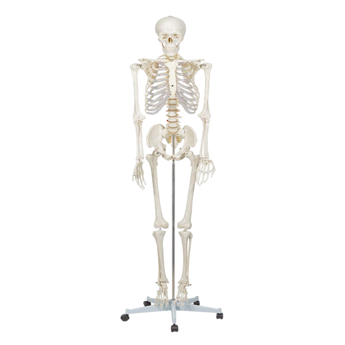 หุ่นโครงกระดูก 180 ซม ผลิตจากPVC Anatomy:หุ่นจำลอง (สินค้าพร้อมส่ง)