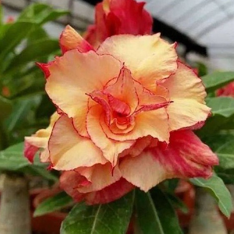 5 เมล็ด ชวนชม ลูกผสมไฮบริด สายพันธุ์ Double Petal Yellow & Red สีเหลือง Adenium seed