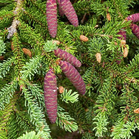 สนขาว สนแคนนาดา Picea glauca white spruce 10 เมล็ด