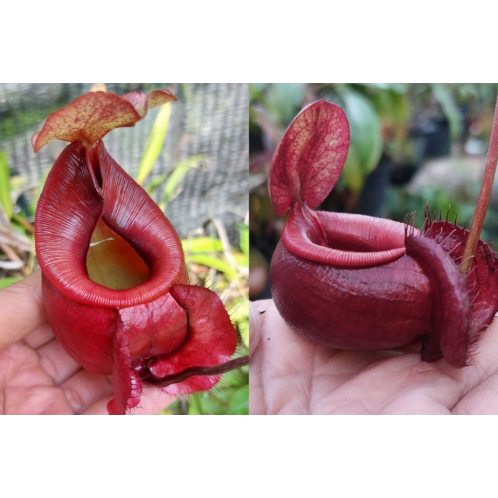 เมล็ดหม้อข้าวหม้อแกงลิงลูกผสมN.[viking x (kuchingensis x viking)] x (viking x ampullaria)