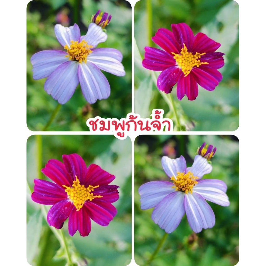 เมล็ดพันธุ์ดาวดอยชมพู 100 เมล็ด