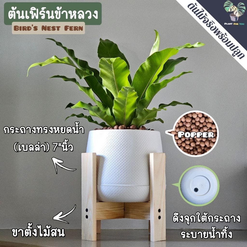 🍀ต้นเฟิร์นข้าหลวง Bird's nest fern พร้อมกระถางครบชุดพร้อมปลูก