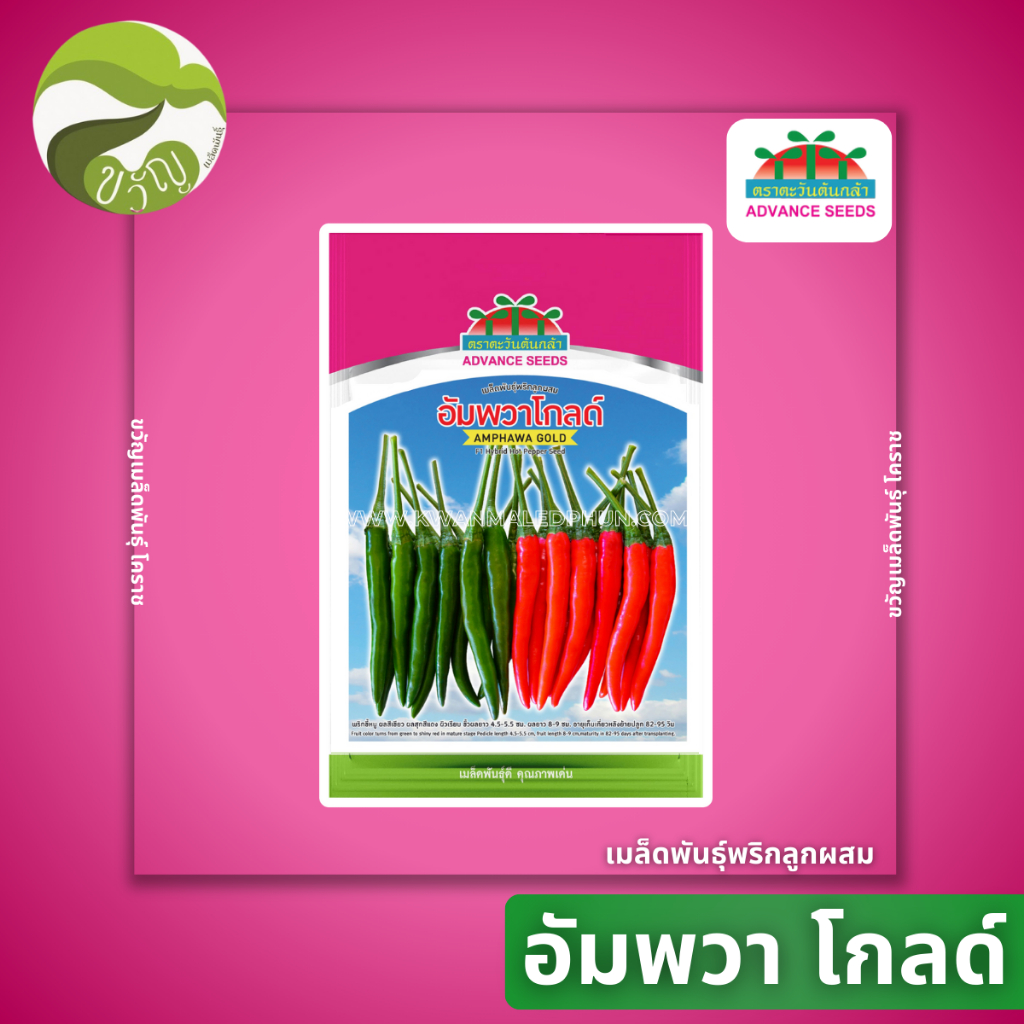 พริก อัมพวาโกลด์ พริกฮอทลูกผสม ตราตะวันต้นกล้า
