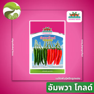 พริก อัมพวาโกลด์ พริกฮอทลูกผสม ตราตะวันต้นกล้า