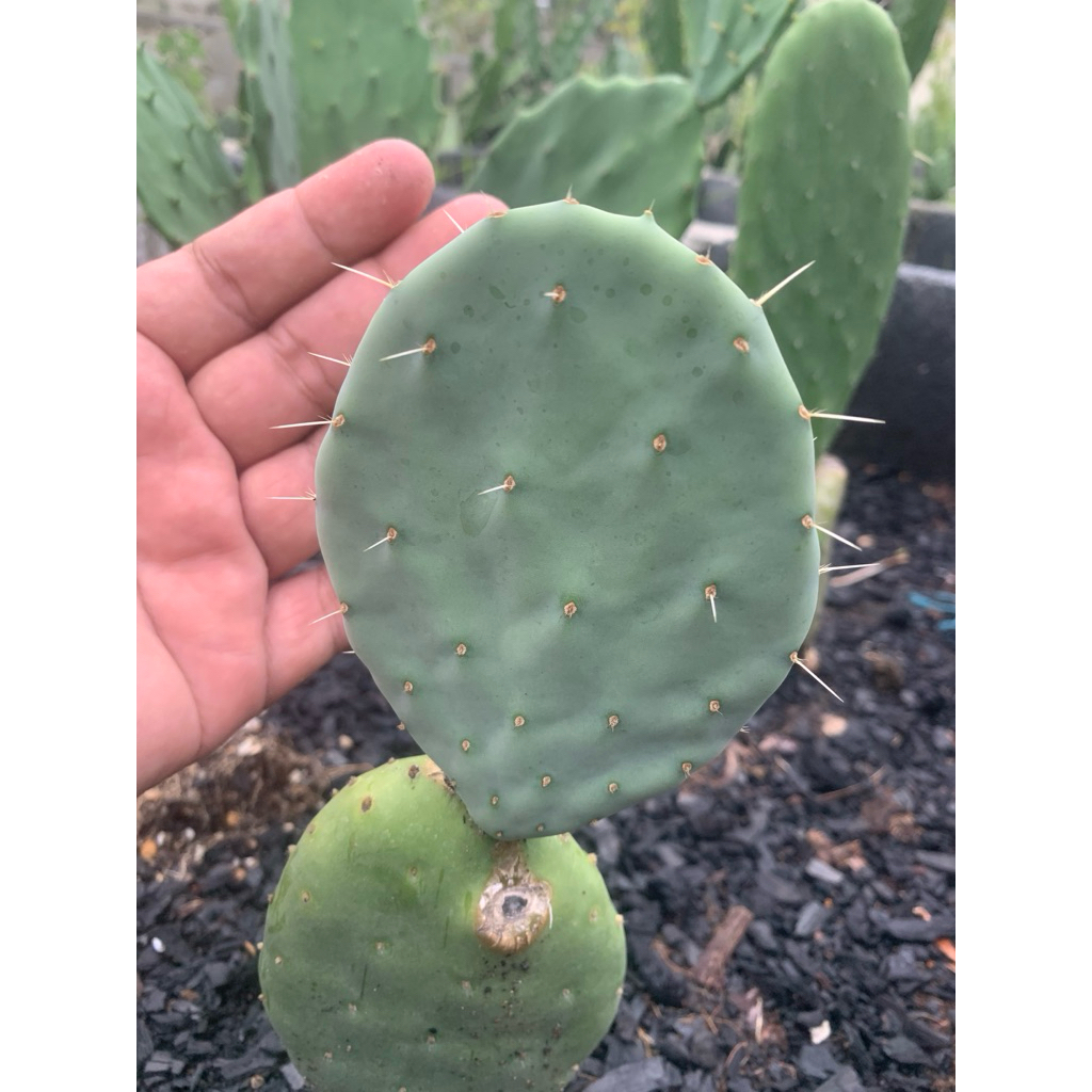 โอพันเทีย โรบัสต้าไจแอนท์ คนทานผลได้ (Opuntia robusta giant) ตัดสด