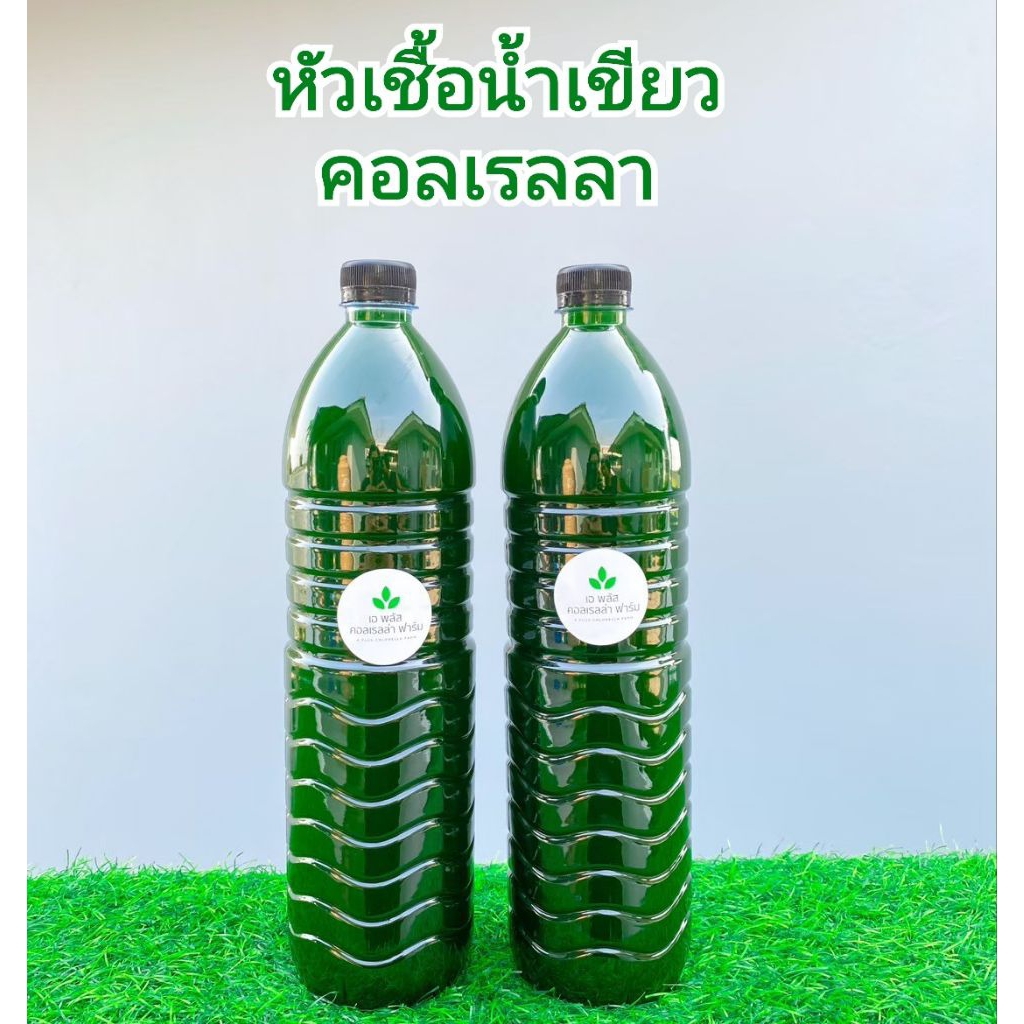 หัวเชื้อน้ำเขียว (สาหร่ายคอลเรลล่า🦠) สำหรับเลี้ยงไรแดง