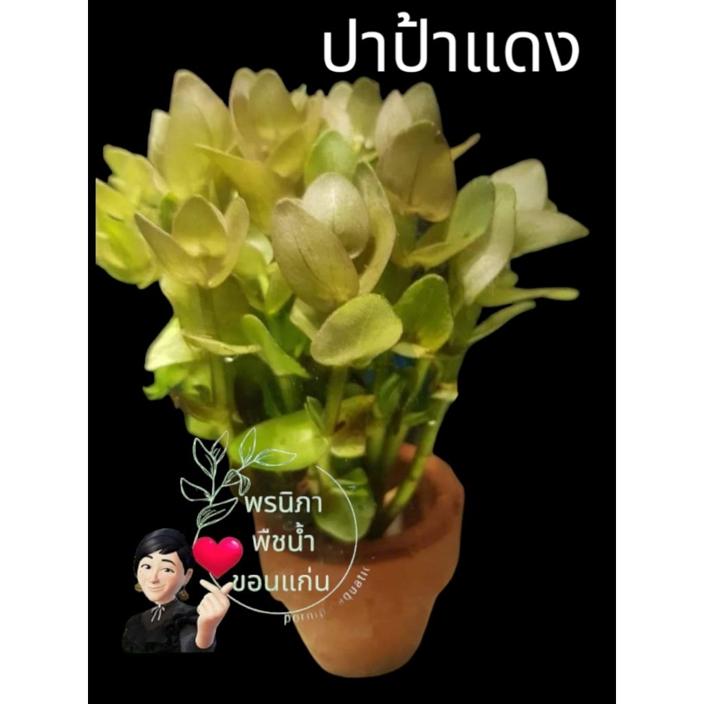 ปาป๊าแดง ต้นไม้น้ำสำหรับประดับอ่างปลาตู้ปลาสวยงาม