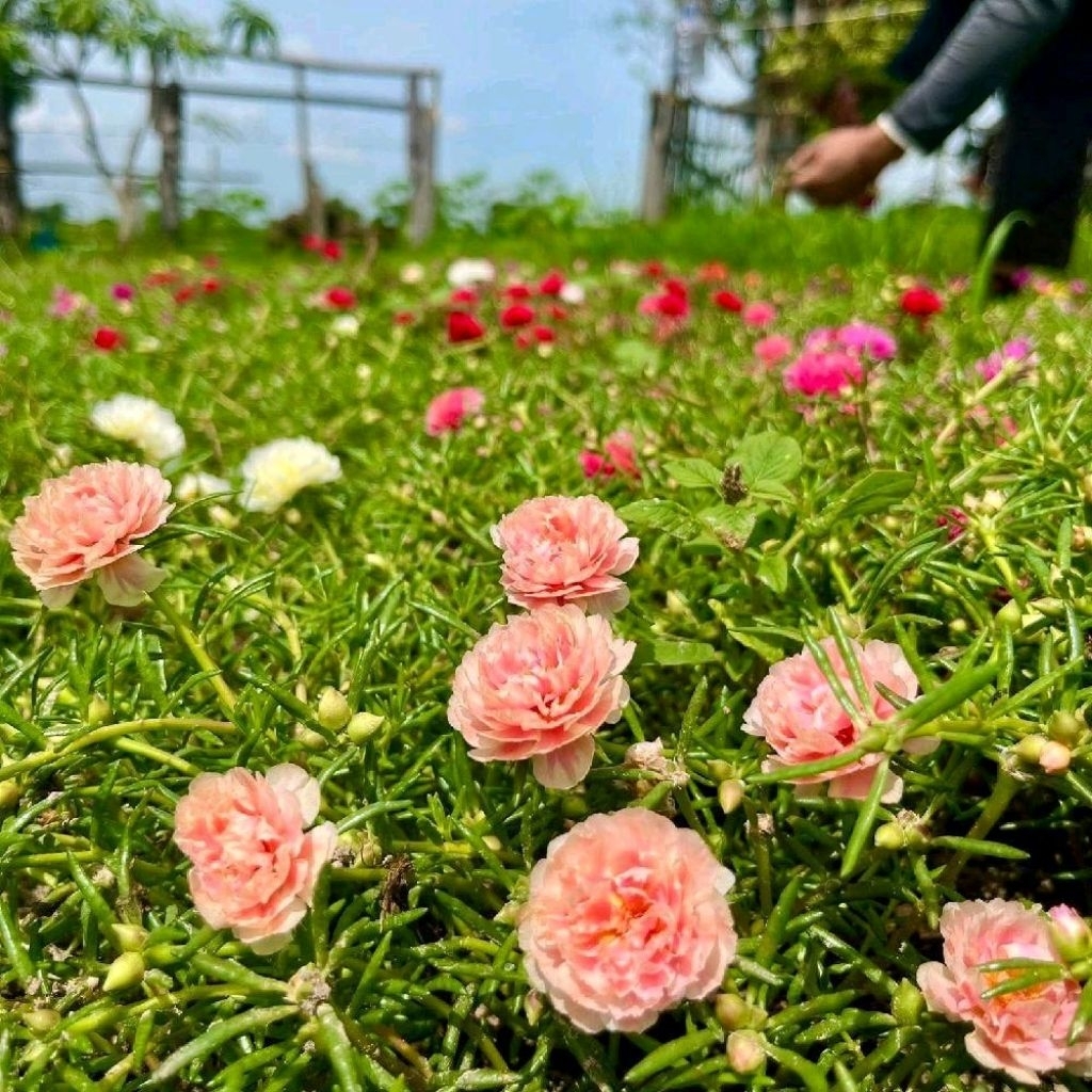 กิ่งแพรเซี่ยงไฮ้ คละสี7-10 สี เก็บสดทุกวัน รับประกันความสวยและสด กิ่งยาวอวบ สีสันสวยงาม