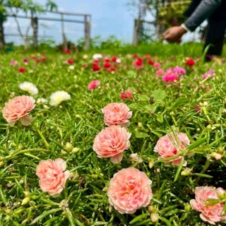 กิ่งแพรเซี่ยงไฮ้ คละสี7-10 สี เก็บสดทุกวัน รับประกันความสวยและสด กิ่งยาวอวบ สีสันสวยงาม