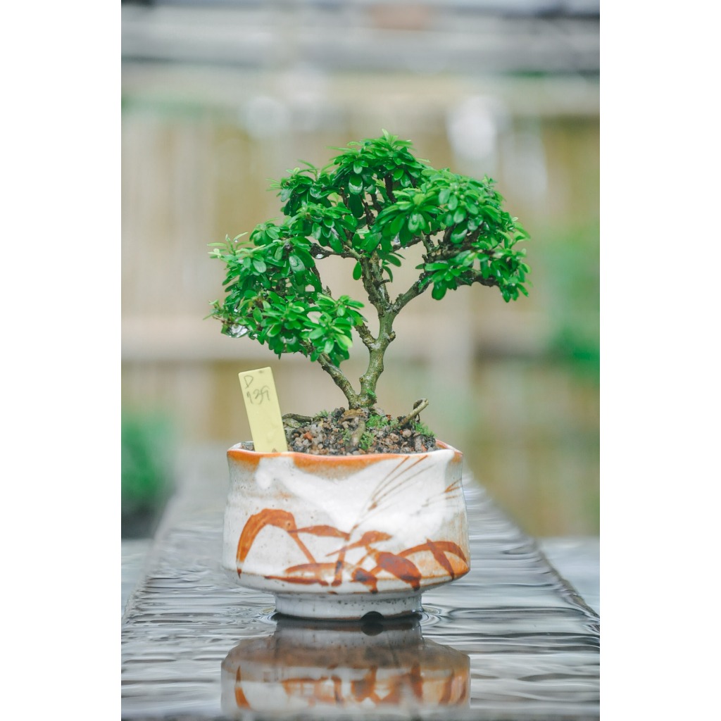 บอนไซม่วงเจริญ หลินซานแคระ ในกระถางเซรามิกพร้อมตั้งโชว์ ไซส์ shito by minature_c