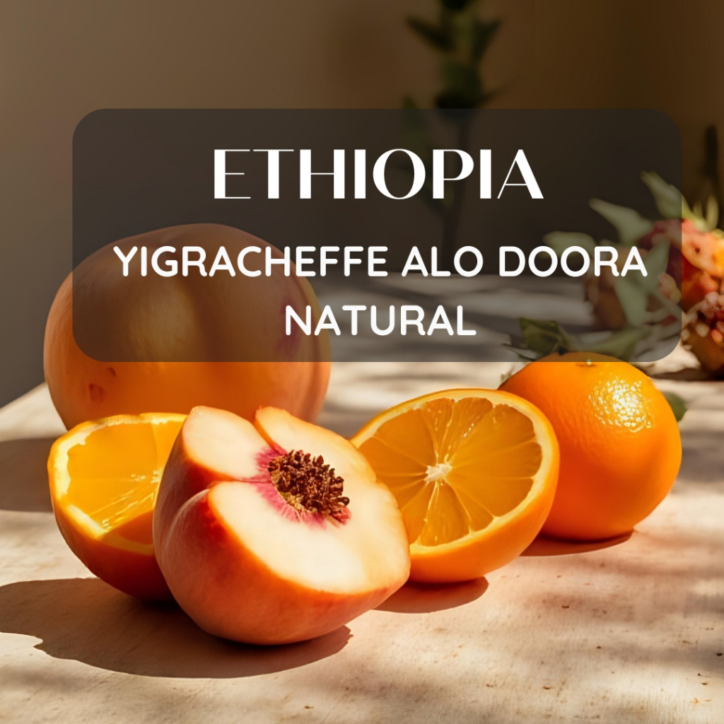 สารเมล็ดกาแฟ 2025 Crop Ethiopia Yigracheffe Alo Doora Natural G1