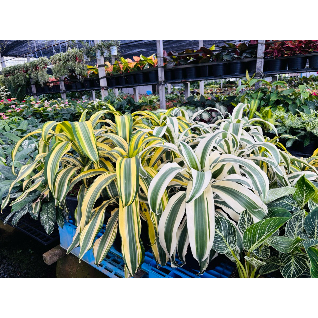 ต้นวาสนาเงิน วาสนาทอง​ หายาก ต้นใหญ่สวยพุ่มแน่นส่งพร้อมกระถางดำ Dracaena fragransMassangeanaดูราเซนาแฟรแกนส์มาสแซนจิอานา