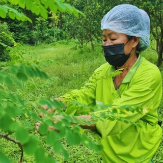 Organic Moringa Leave Powder มะรุมผงออร์แกนิค OTOP ออกใบกำกับภาษีได้คะ ผงใบมะรุม กระปุก 75 กรัม