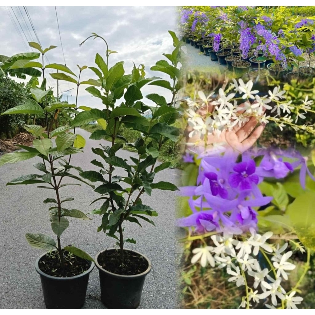 พวงครามออสเตรเลีย+พวงครามขาว ส่งงานกระถางคู่สีขาว1+สีม่วง1 (กระถาง 11 นิ้ว) พร้อมเลื้อย ดอกสีขาวสวย ดอกเป็นพวงสวย