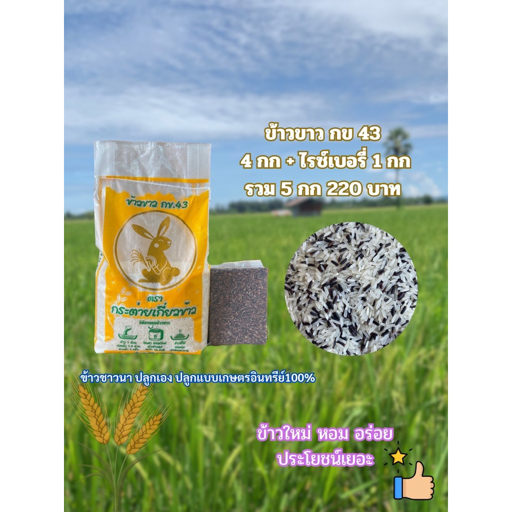 ข้าวขาวกข43 ผสม ข้าวไรซ์เบอรี่