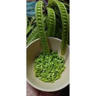 พร้อมส่ง 💁‍♀️ฝักกระถินแบบแก่/แบบอ่อน เม็ดกระถินแกะสด เม็ดกระถินออแกนิค